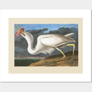 Audubon Great White Heron Posters and Art